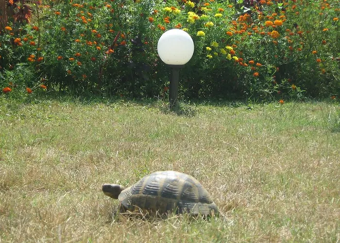 Victoria 辛尼莫雷特