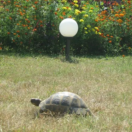 Victoria Синеморец